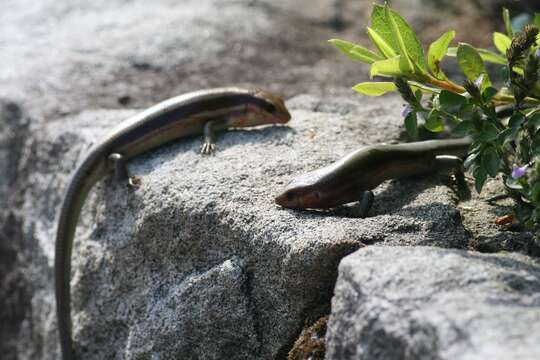 Image of Shanghai Elegant Skink