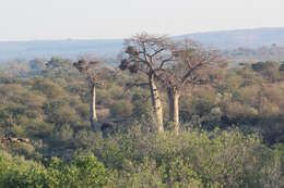 Image of Baobab