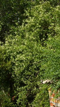 Imagem de Baccharis rhexioides Kunth