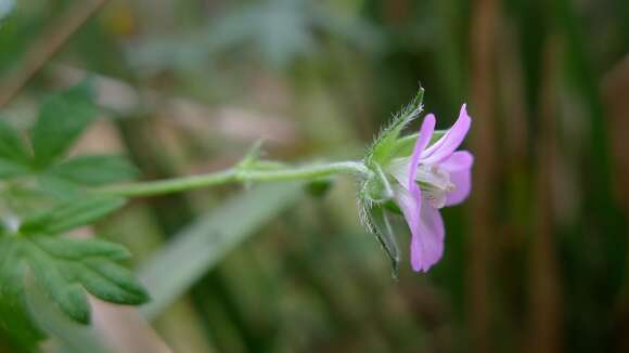 Image of Australasian geranium