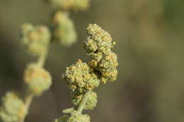 Image of thinleaf fourwing saltbush