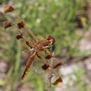 Libellula semifasciata Burmeister 1839 resmi