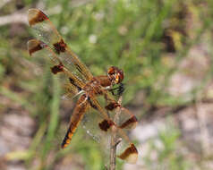 Image of Libellula Linnaeus 1758