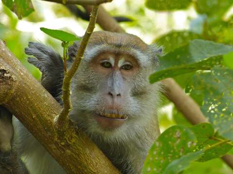 Image de Macaque crabier