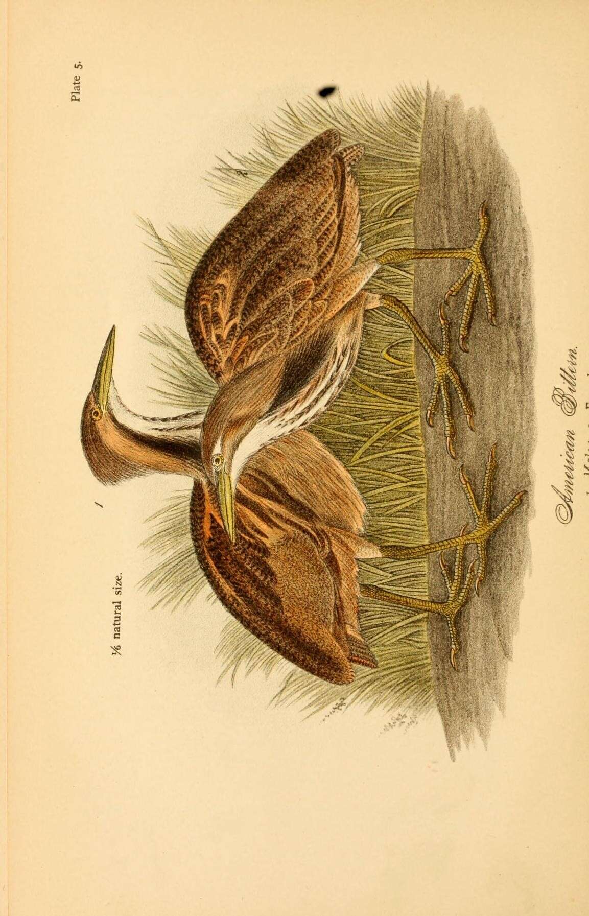 Image of Botaurus Stephens 1819