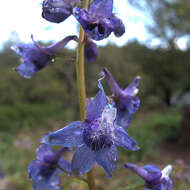 Image of Baker's delphinium