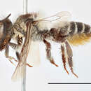 Sivun Horsmanverhoilijamehiläinen kuva