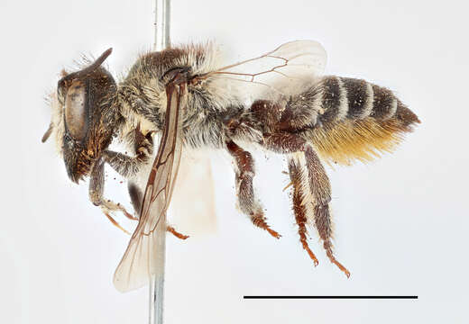 Image of Megachilini