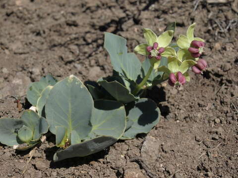 Image of milkweed