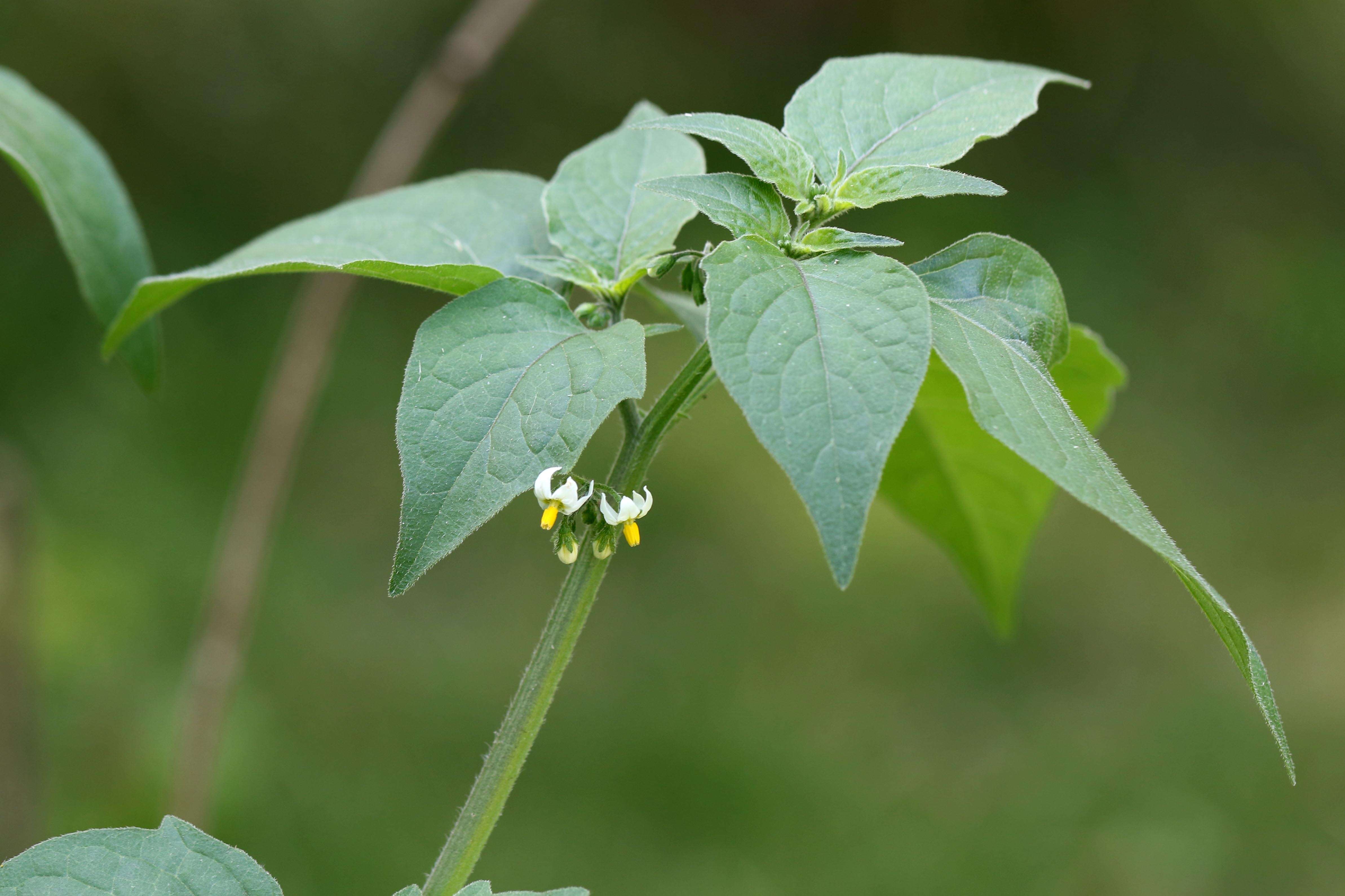 Plancia ëd Solanum nigrum L.