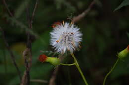 Plancia ëd Gynura amplexicaulis Oliv. & Hiern