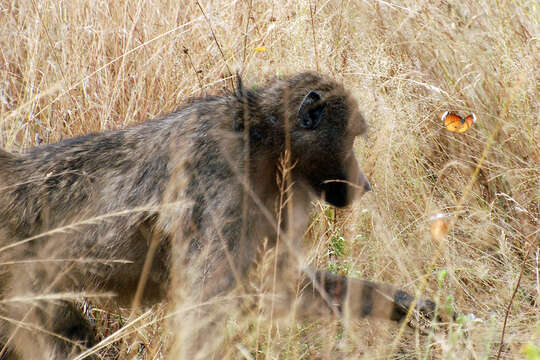 Image of Chacma Baboon