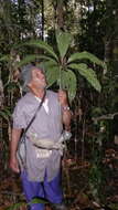 Image of Anthurium pentaphyllum (Aubl.) G. Don