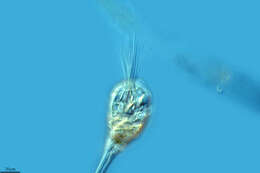 Image of Collothecacea