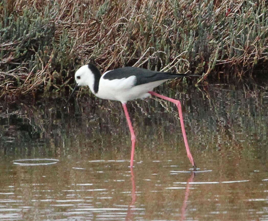 Image of Pied Stilt