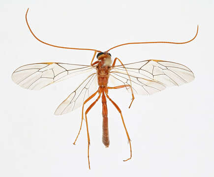 Image of Short-tailed Ichneumon Wasps