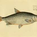 Image of Cyprinus buggenhagii