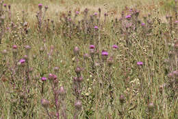 صورة Cirsium horridulum Michx.