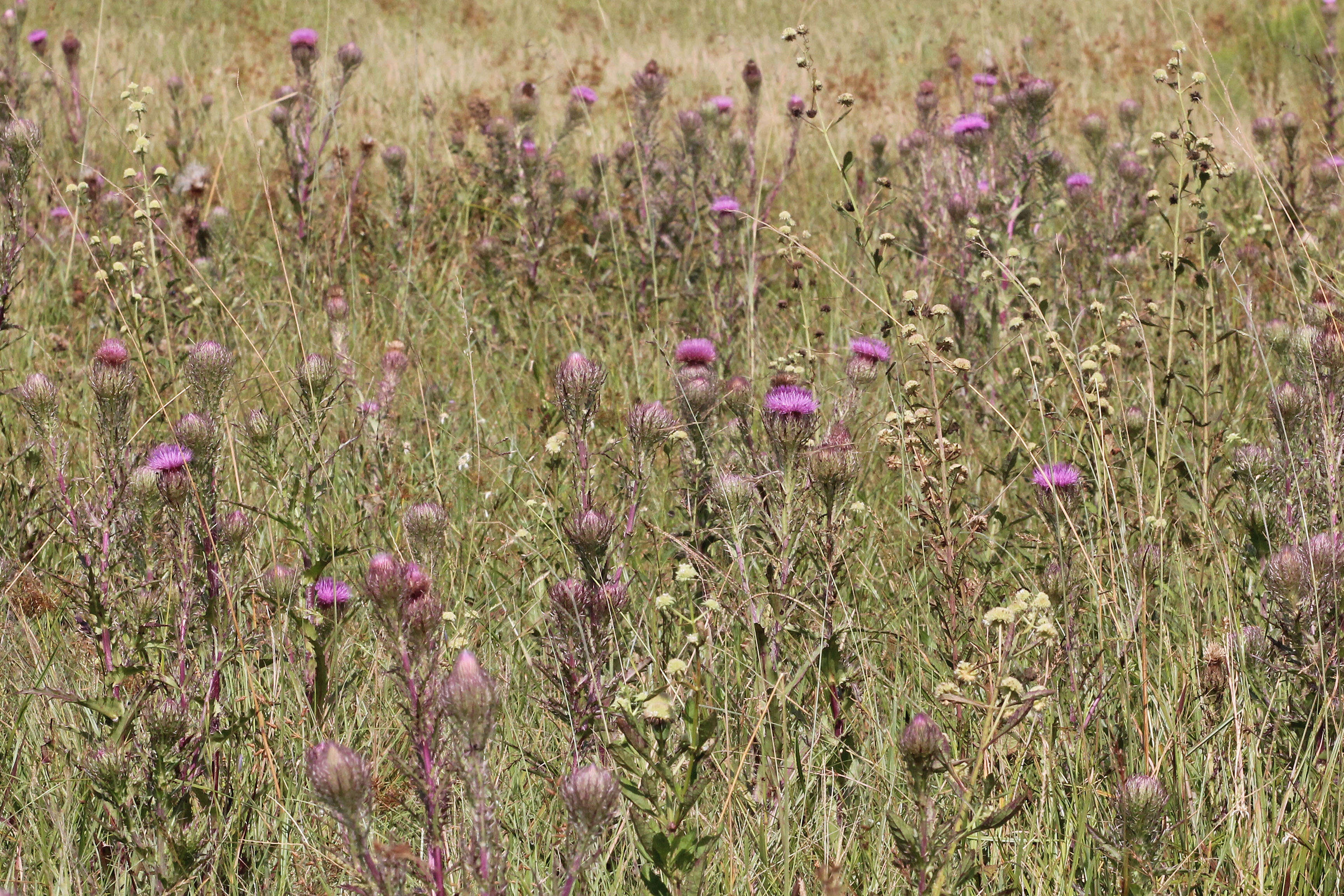 Image of yellow thistle