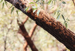 Image of Eucalyptus similis Maiden