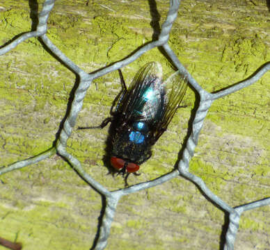 Image de Protocalliphora azurea (Fallen 1817)