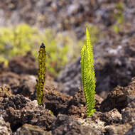 Image of dotted polypody