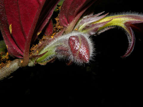 Image of Columnea raymondii C. V. Morton