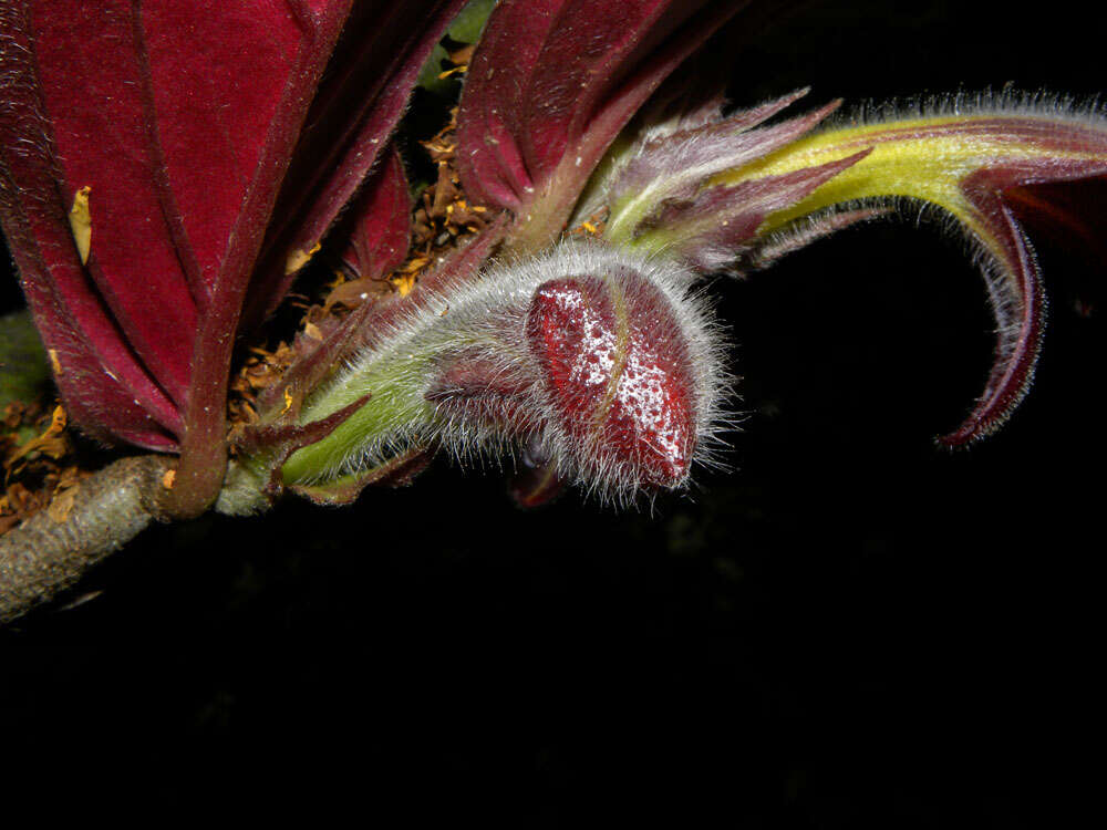 Imagem de Columnea raymondii C. V. Morton