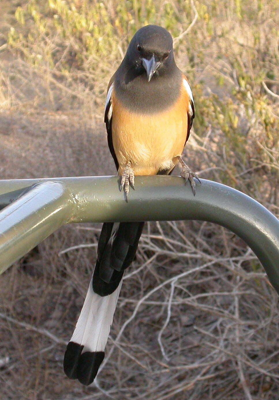 Image of Rufous Treepie