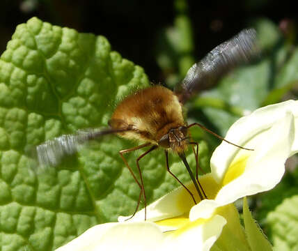 Image of Large bee-fly