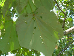 Image of balsa tree