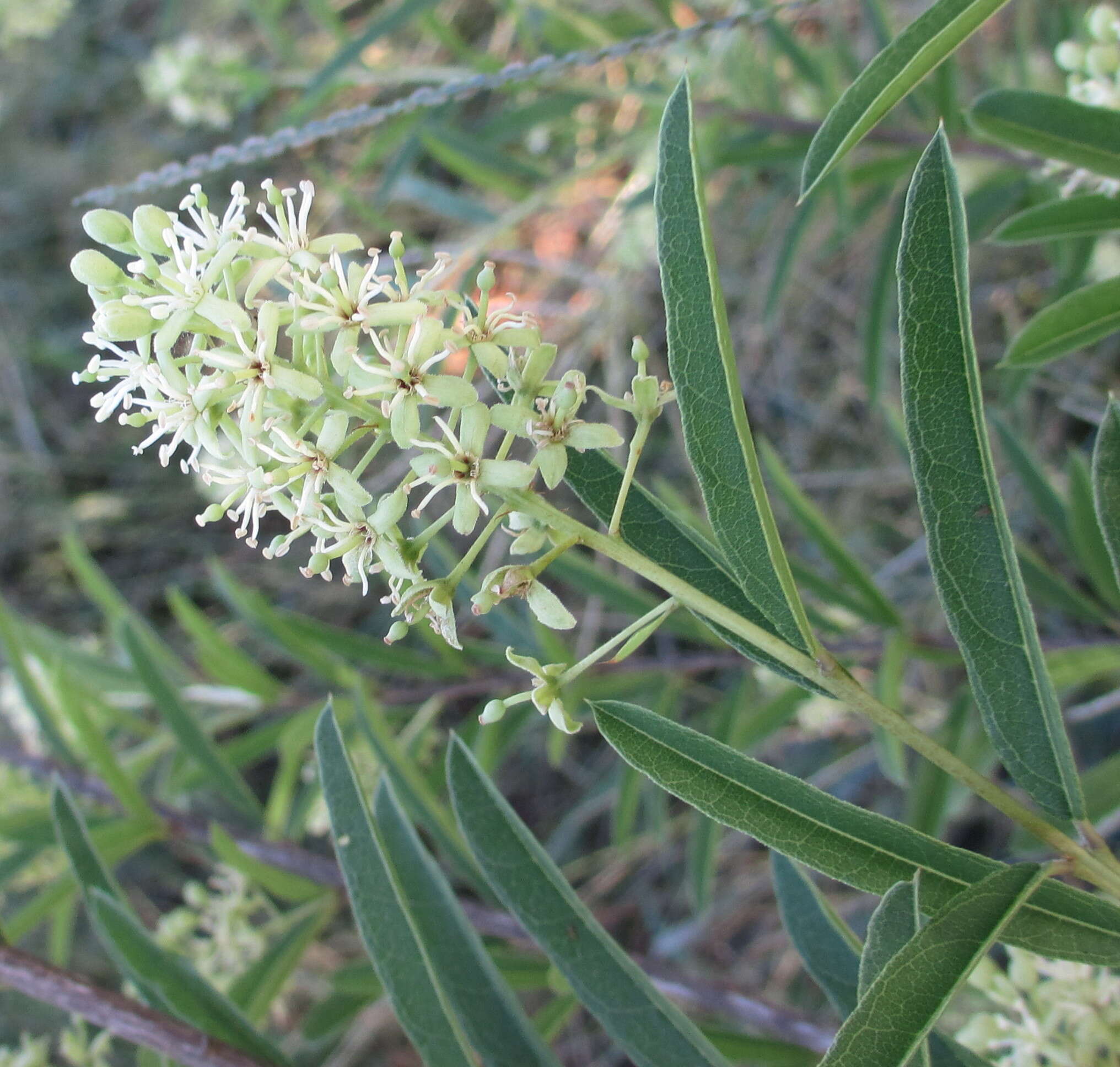 Image of Boscia angustifolia A. Rich.