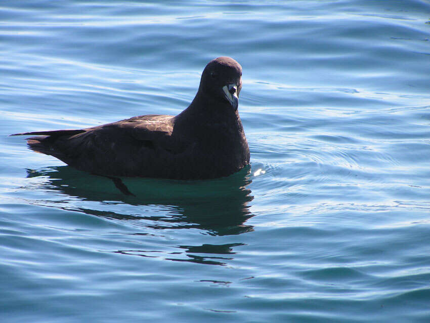 Image of Westland Black Petrel