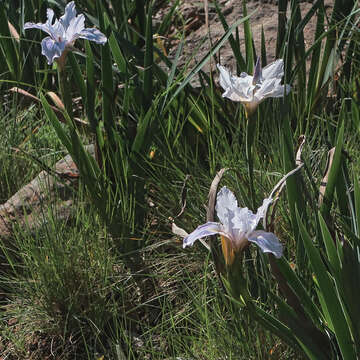 Image of Munz's iris