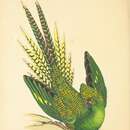 Image of Eastern Ground Parrot