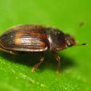 Image of Strawberry Sap Beetle