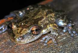 Image of Snouted Treefrogs