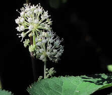 Image of California spikenard