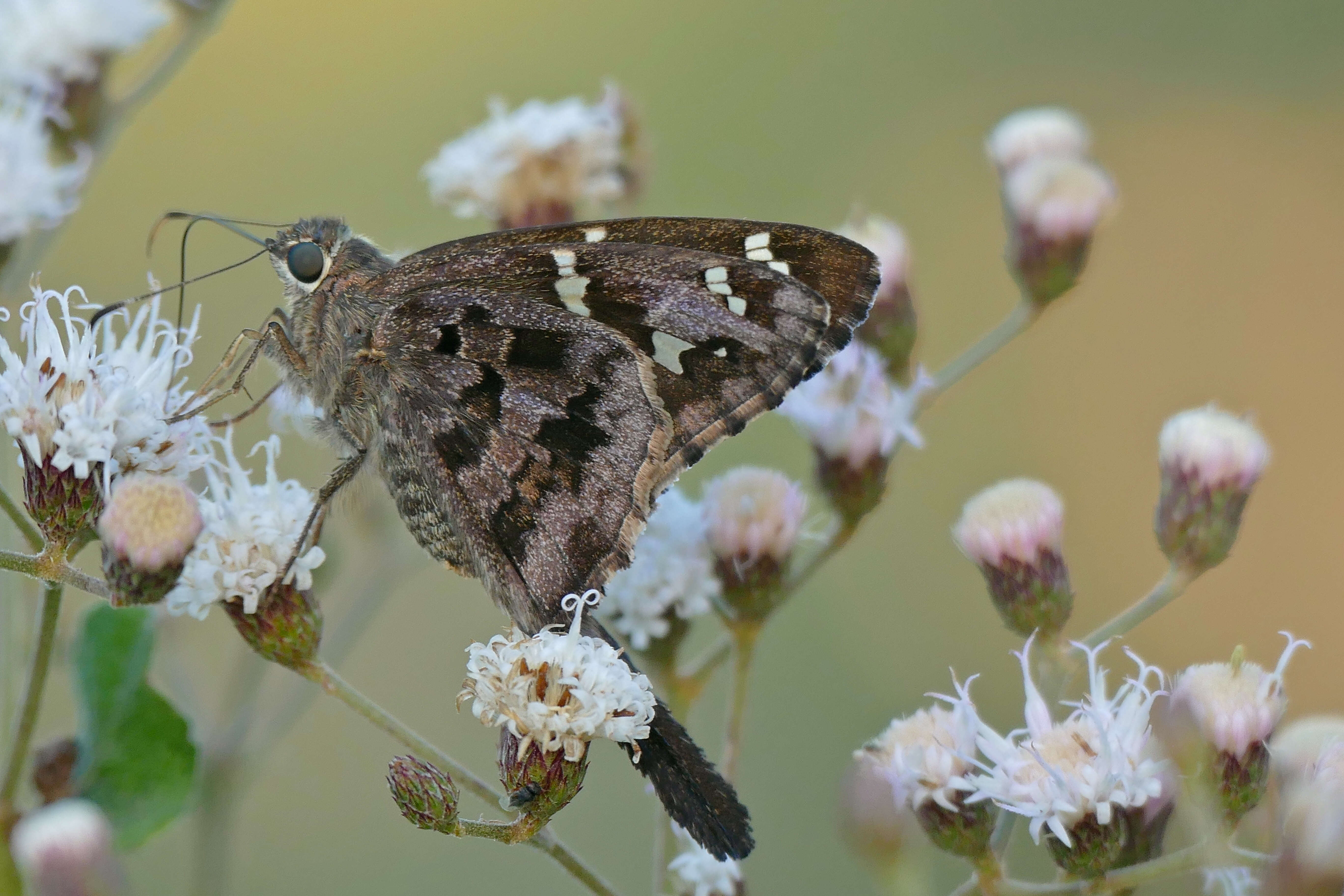 Image of Dorantes Longtail