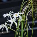 Image of Brassavola flagellaris Barb. Rodr.