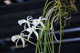 صورة Brassavola flagellaris Barb. Rodr.