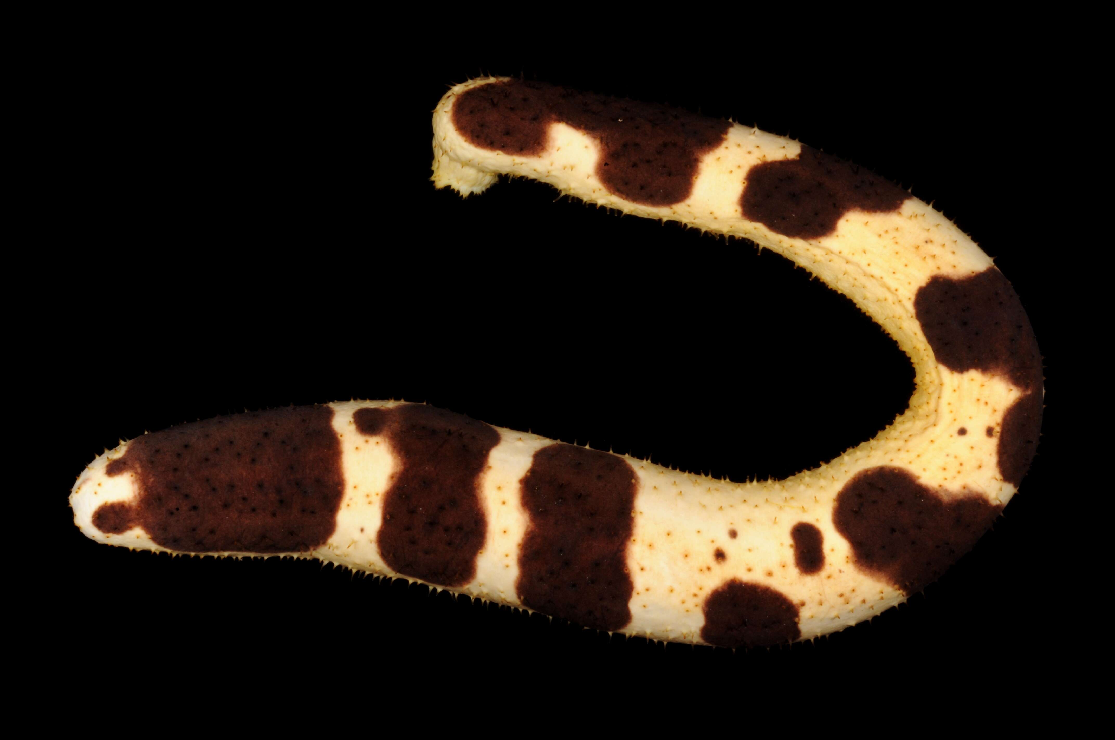 Image of Holothuria subgen. Halodeima Pearson 1914