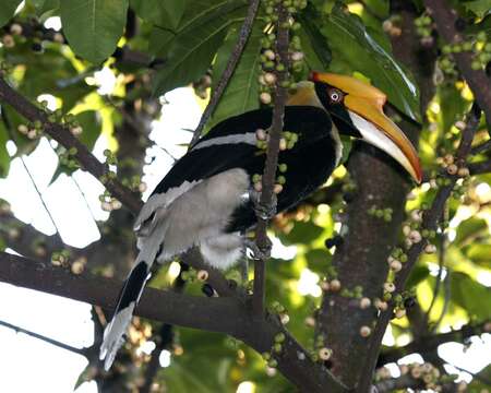 Image of Helmeted hornbill