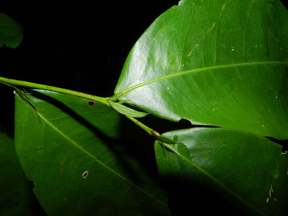 Plancia ëd Swartzia simplex var. continentalis Urb.