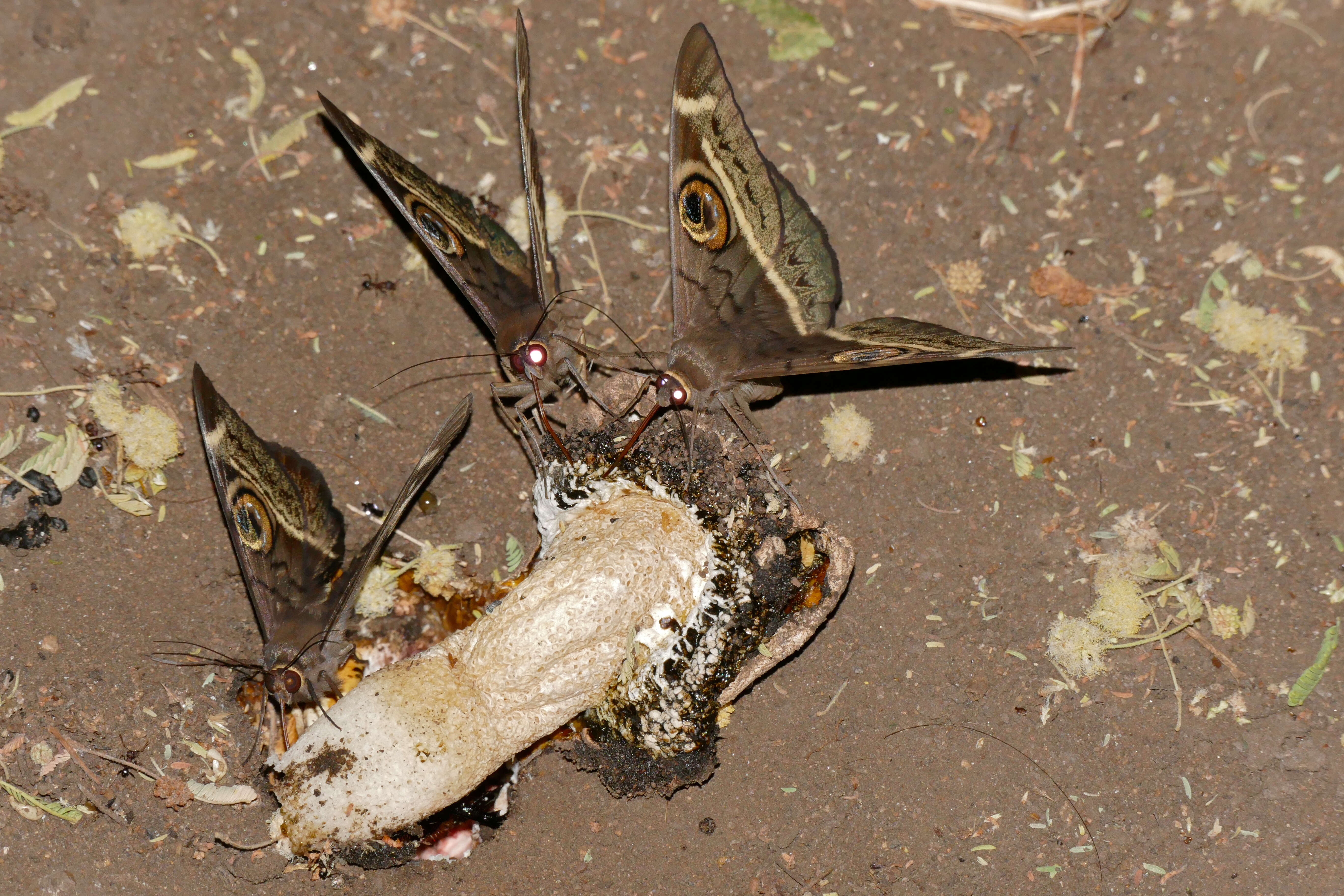 Imagem de Cyligramma Boisduval 1833