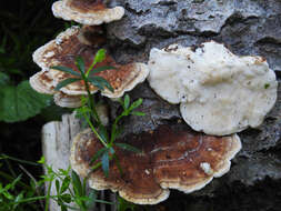 Image of Trametes