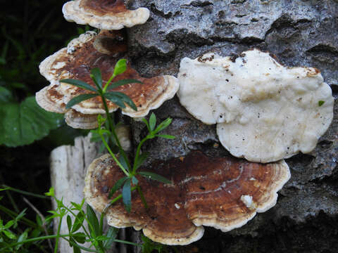 Image of Trametes ochracea (Pers.) Gilb. & Ryvarden 1987