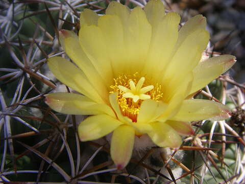 Image of Coryphantha elephantidens (Lem.) Lem.