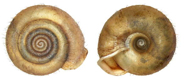 Helicodonta obvoluta (O. F. Müller 1774) resmi