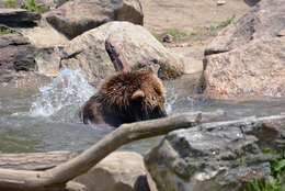 Image of Brown Bear